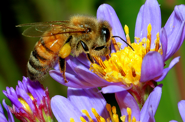 Uploaded Image: /vs-uploads/pollinator-blog/HoneyBee_finger lakes land trust_small.jpg